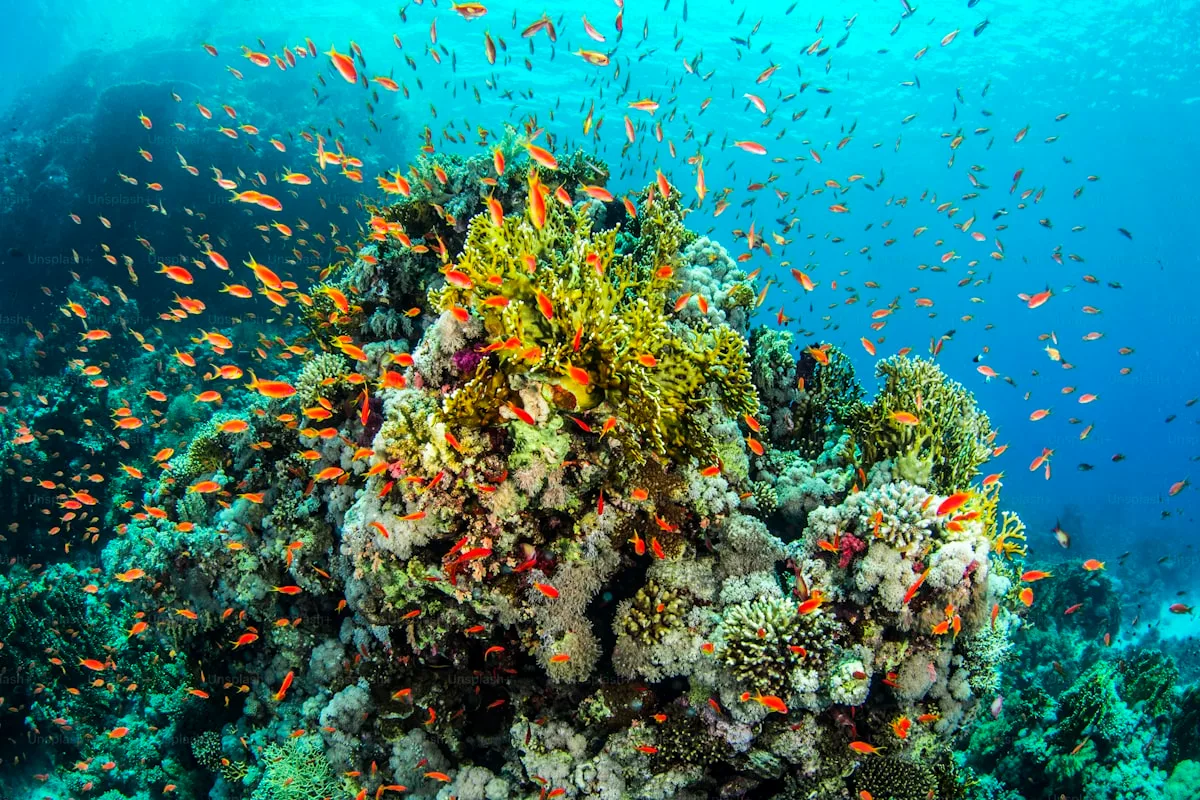 Scuba Diving & Snorkeling